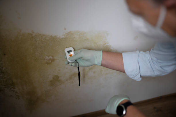 Best Mold Remediation for Specific Building Types in Hokes Bluff, AL