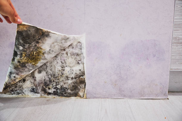 Best Localized Mold Remediation (e.g., coastal areas, humid climates) in Hokes Bluff, AL